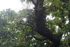 Dendrobium herbaceum