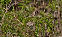 Psaltriparus minimus minimus