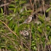 Coastal Pacific Bushtit - Photo (c) DigiBirdTrek, some rights reserved (CC BY-NC-SA), uploaded by DigiBirdTrek