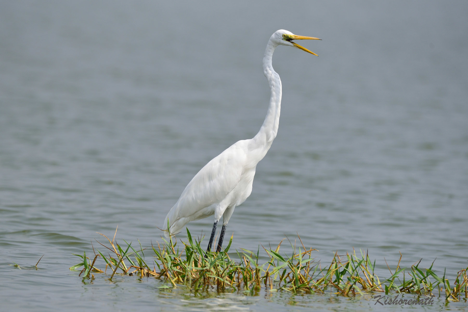 Great Egret