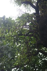 Dendrobium herbaceum