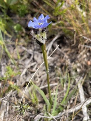 Aristea glauca