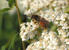 Andrena schencki