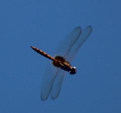 Tauriphila australis