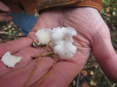 Clitocybe phyllophila