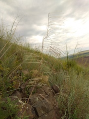 Sisymbrium heteromallum