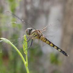 Brachydiplax
