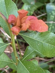 Lyonia fruticosa