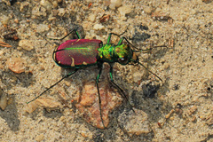 Cicindela splendida