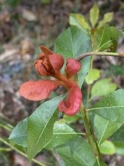Lyonia fruticosa