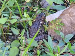 Lithobates pipiens