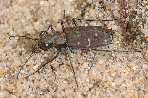 Twelve-spotted Tiger Beetle photo 4