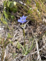 Aristea glauca