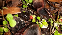 Nertera dichondrifolia