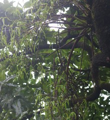 Dendrobium herbaceum