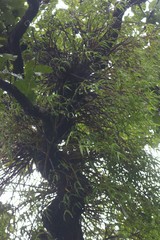 Dendrobium herbaceum