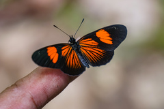 Castilia perilla