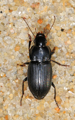 Anisodactylus harrisii