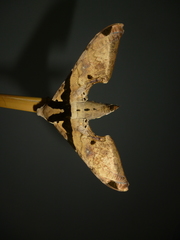 Adhemarius eurysthenes