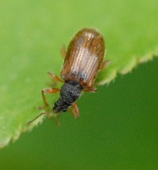 Phyllobius oblongus