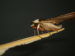 Adhemarius eurysthenes