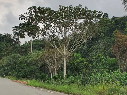 African corkwood tree