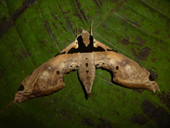 Adhemarius eurysthenes