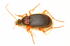 Chlaenius aestivus