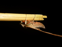 Adhemarius eurysthenes