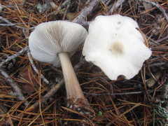 Rhodocollybia asema