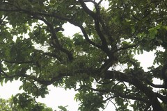 Dendrobium herbaceum