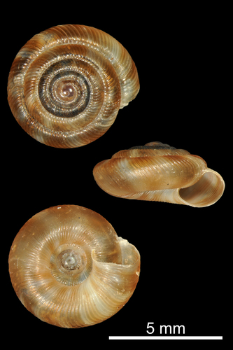 Rounded Snail