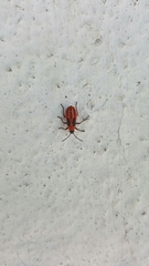 Lygaeus creticus