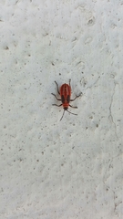 Lygaeus creticus