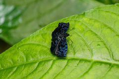 Cycloglypha thrasibulus