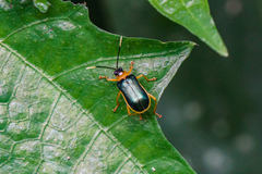 Paratriarius
