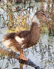 Anas platyrhynchos domesticus