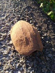 Kinosternon abaxillare