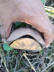 Kinosternon abaxillare