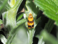 Commophila aeneana