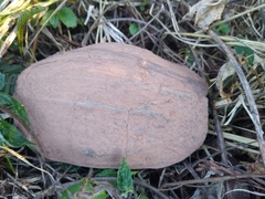 Kinosternon abaxillare