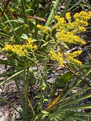 Solidago chapmanii