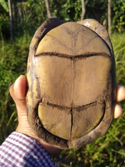 Kinosternon abaxillare