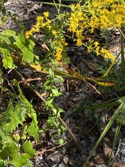 Solidago chapmanii