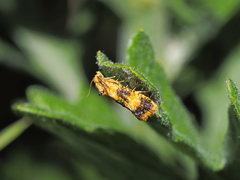 Commophila aeneana