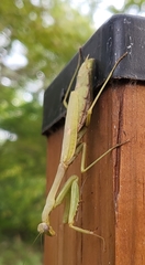 Stagmomantis carolina