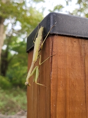 Stagmomantis carolina