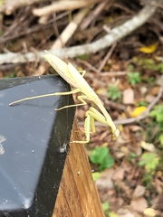 Stagmomantis carolina