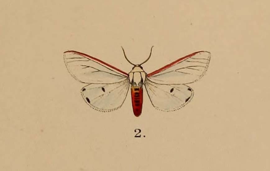Aloa moorei