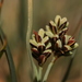 Two-color Sedge - Photo (c) François-Xavier Taxil, some rights reserved (CC BY-NC), uploaded by François-Xavier Taxil
